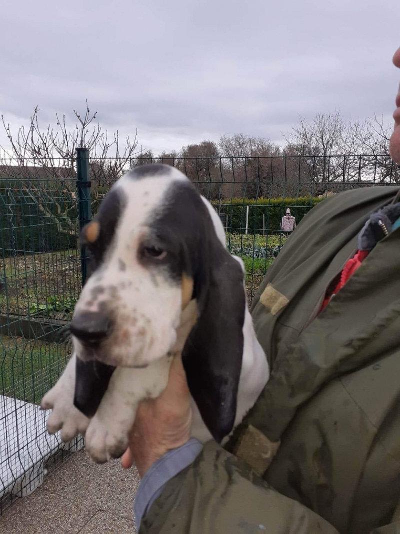 A vendre 2 chiots mâles Dossier: LOF-2022041499-2022-1 TÉNOR :