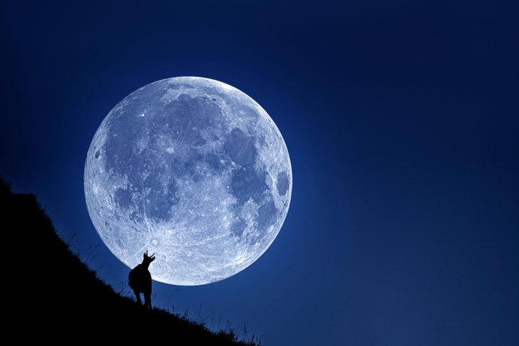 🌔Лунный календарь и успех охоты🌒