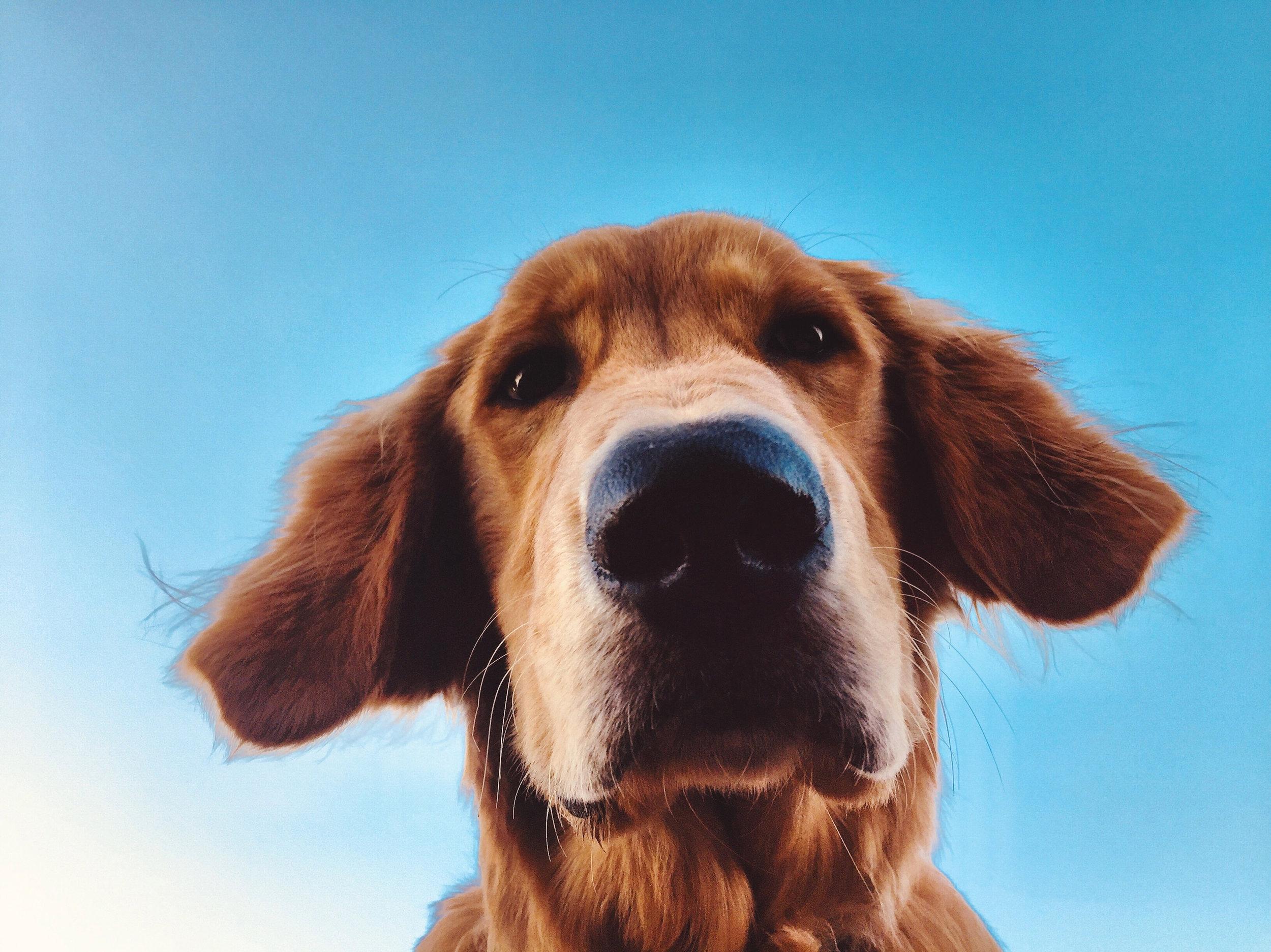 Nature’s best friend: Scientists train dogs to sniff out dangerous invasive species
