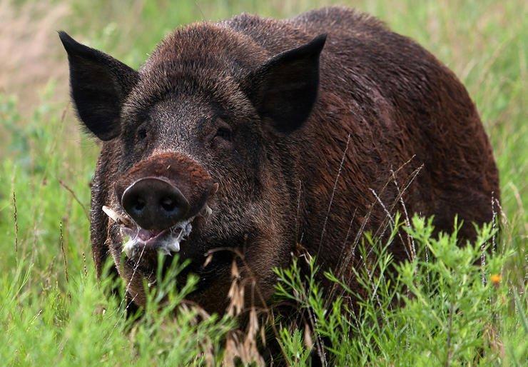Picking the Best Rifle and Caliber for Pig Hunting