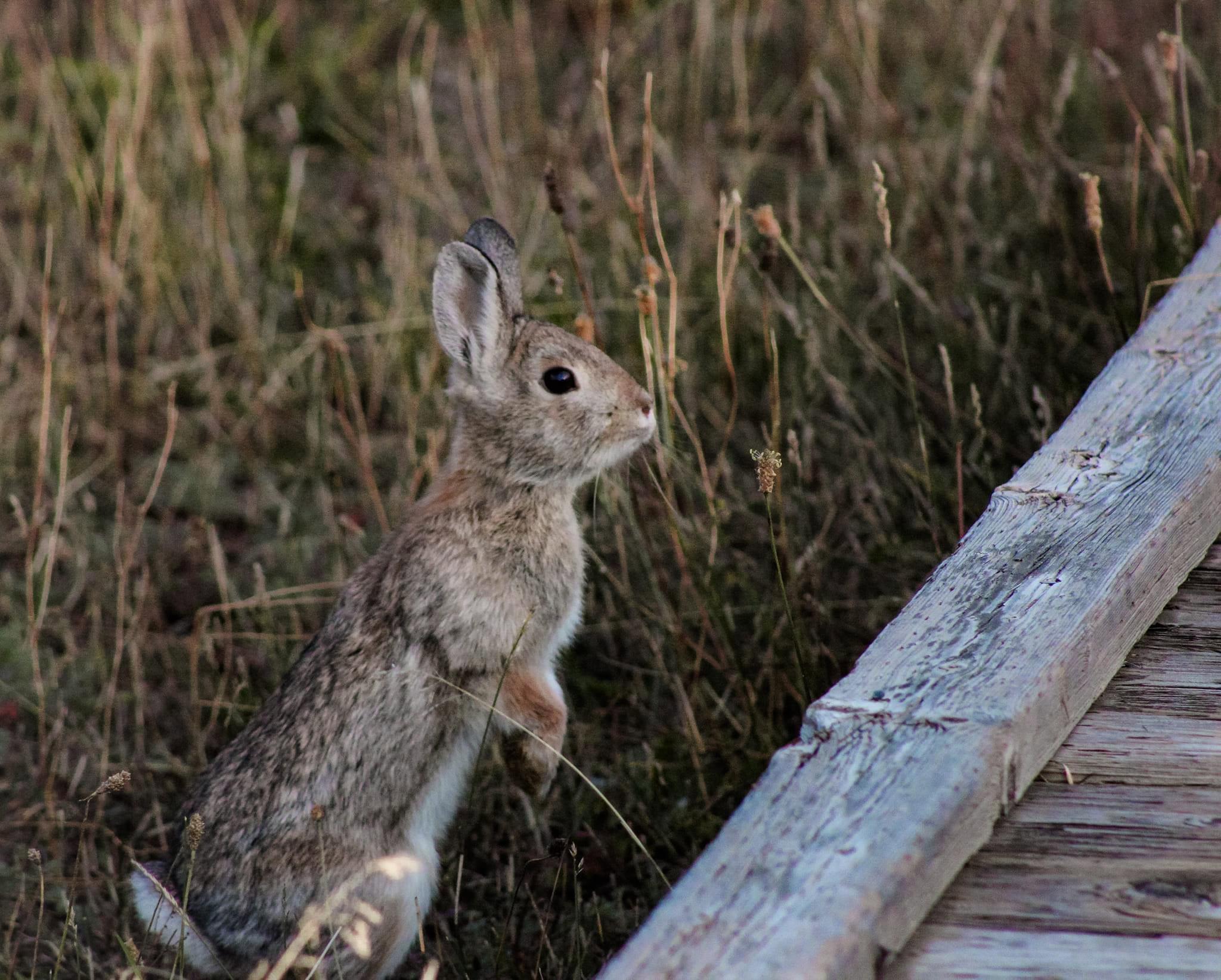 Honeymoon in Yellowstone
