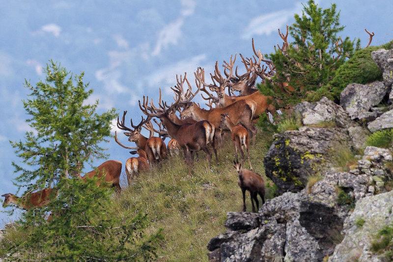 Hirschhard und Gamois auf den Mercantour-Kamms.