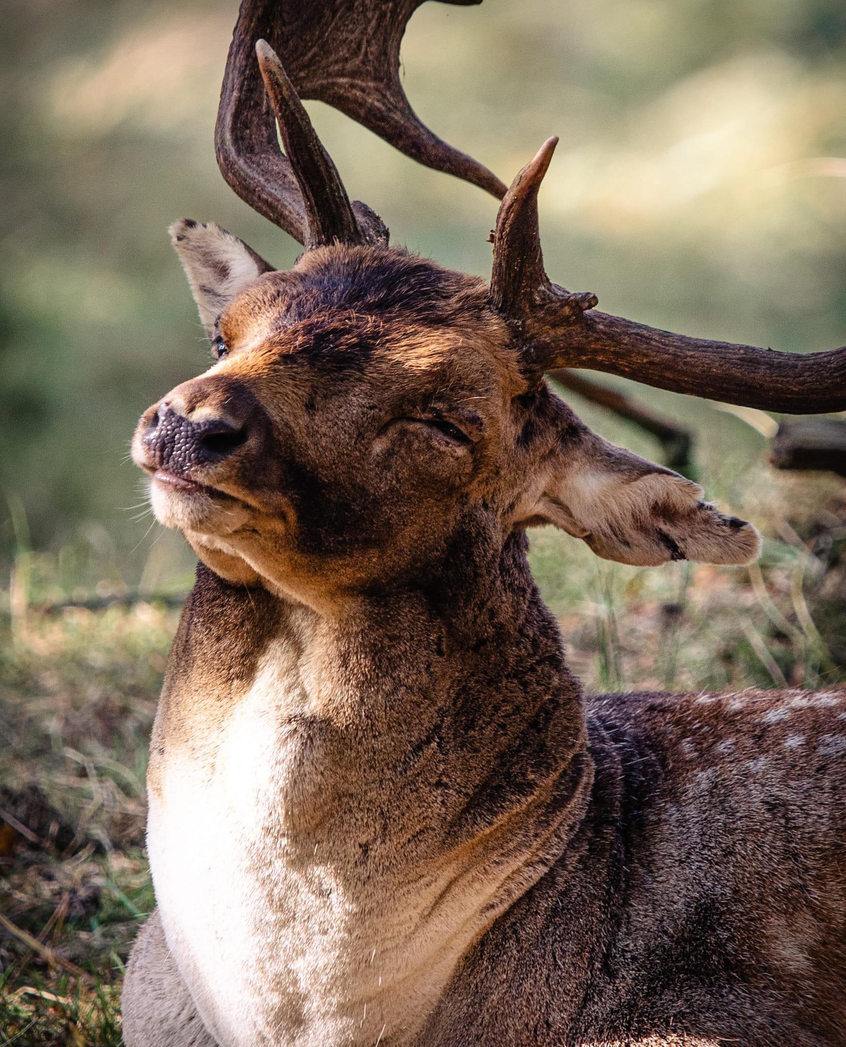 The October 2024 fallow deer rut in the stunning dunes of the Netherlands is an unforgettable spectacle of nature.