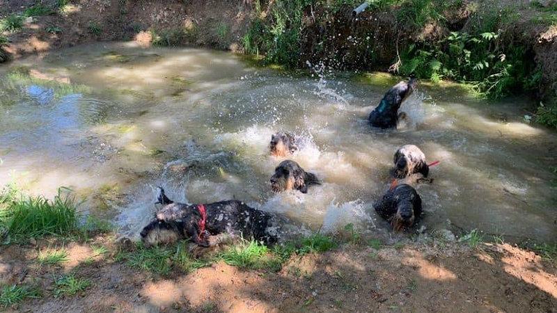 🌡🌡Il fait chaud 🤒pour nos compagnons et nos adhérents, les nivernais ardéchois prennent la fraîcheur dans leur parc d'ébat.
