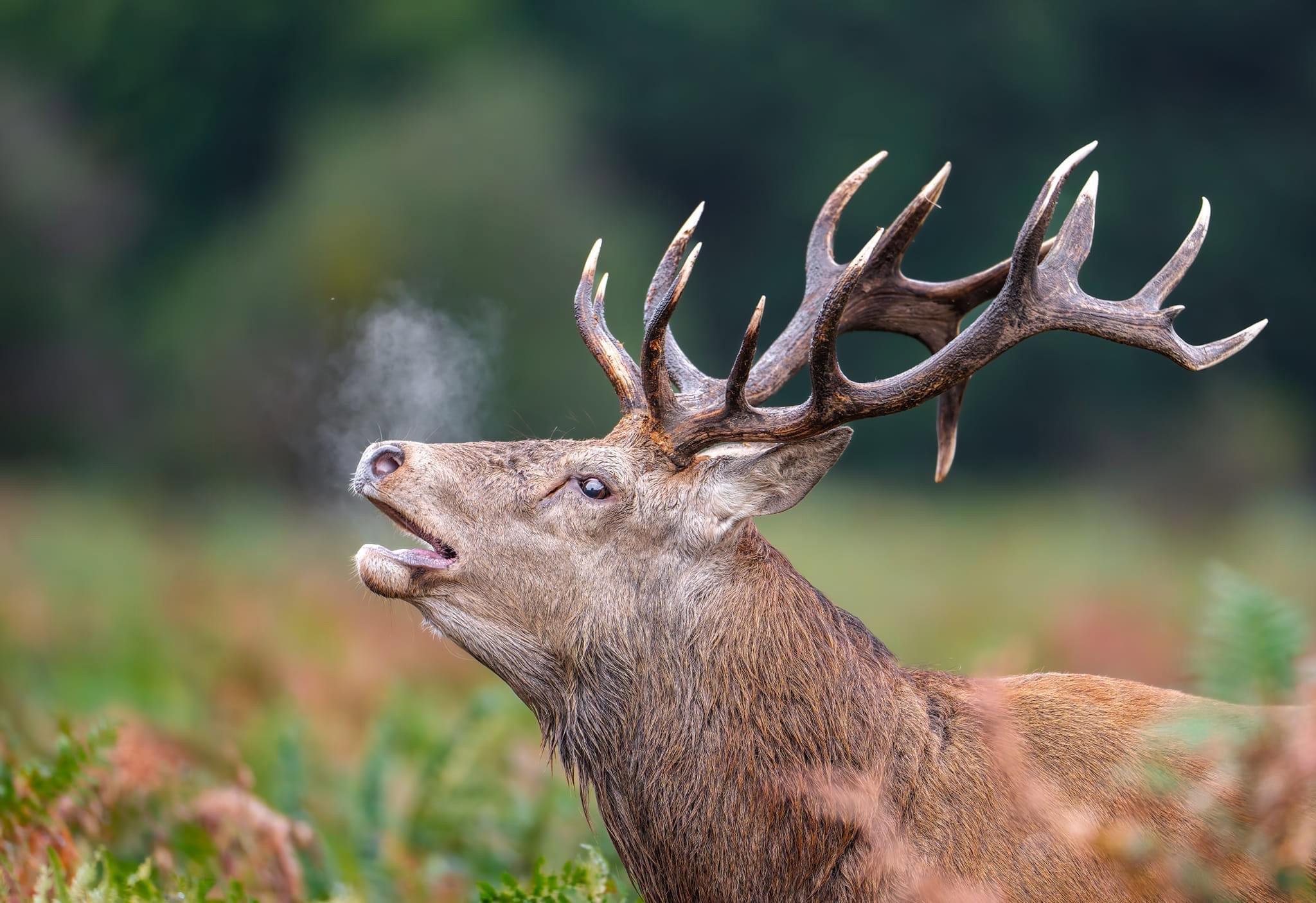 A Brilliant Day Capturing Stags in the Wild