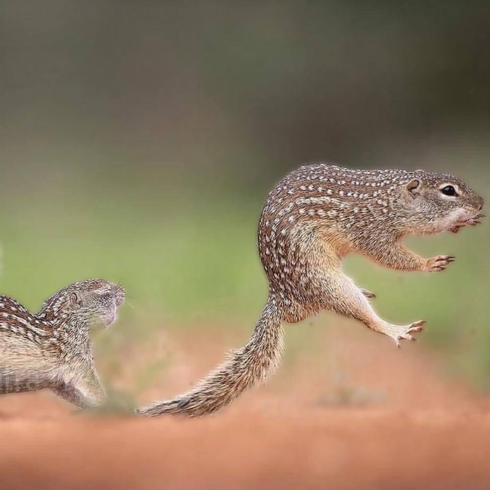 Фотограф запечатлел на камеру эпичную драку двух мексиканских сусликов.