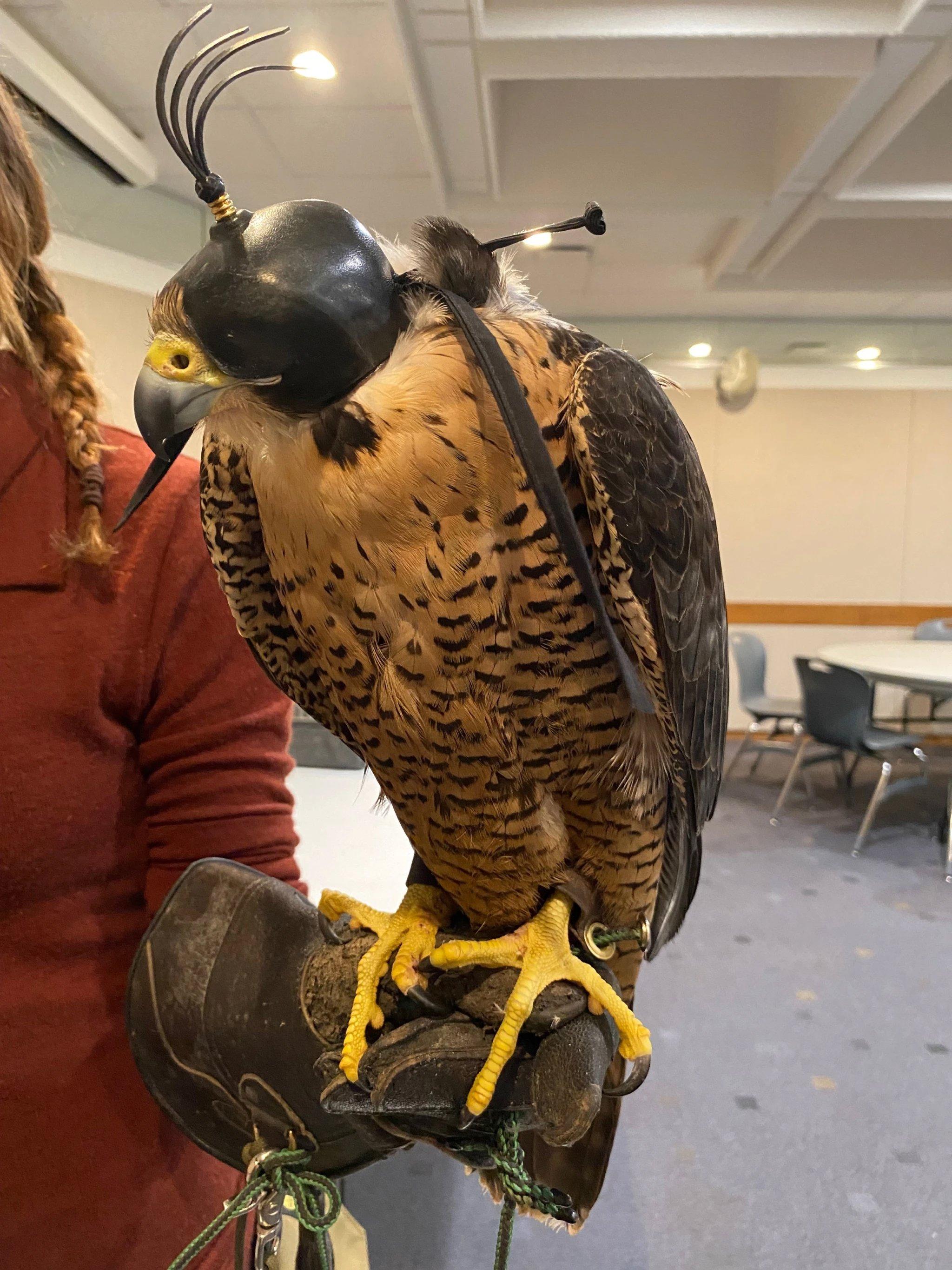 The history of falconry in Saskatchewan dates back to the 1950s when the Saskatchewan Falconry Association was formed.