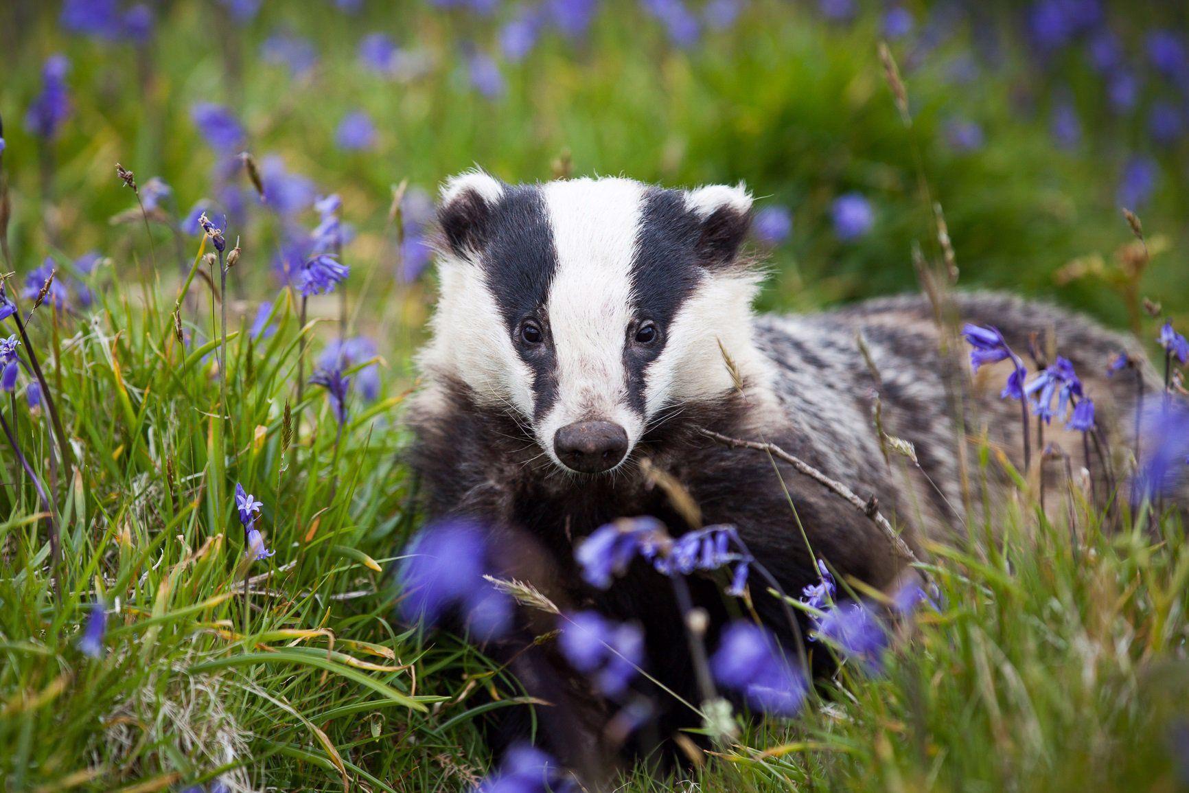 Facts About Badgers