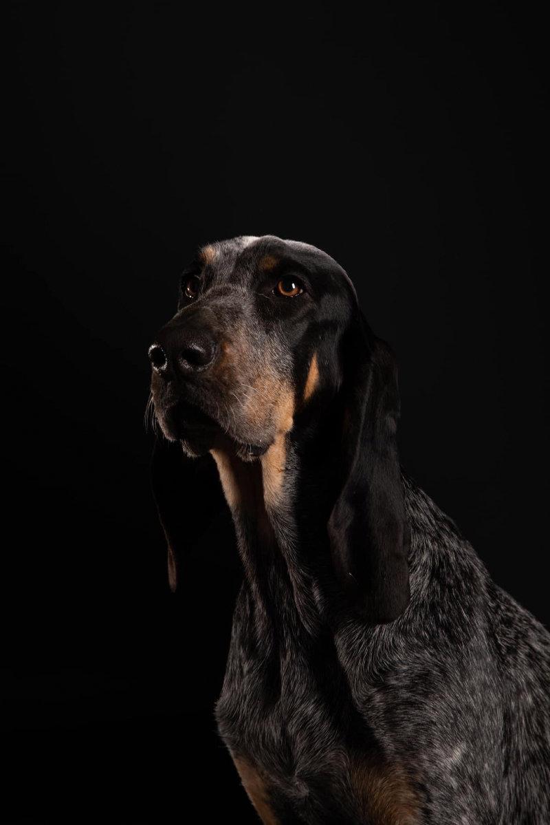 Soquette 1 an et demi & Rita 3 ans (ma mère est photographe professionnelle et s’entraîne sur nos chiens) 😊