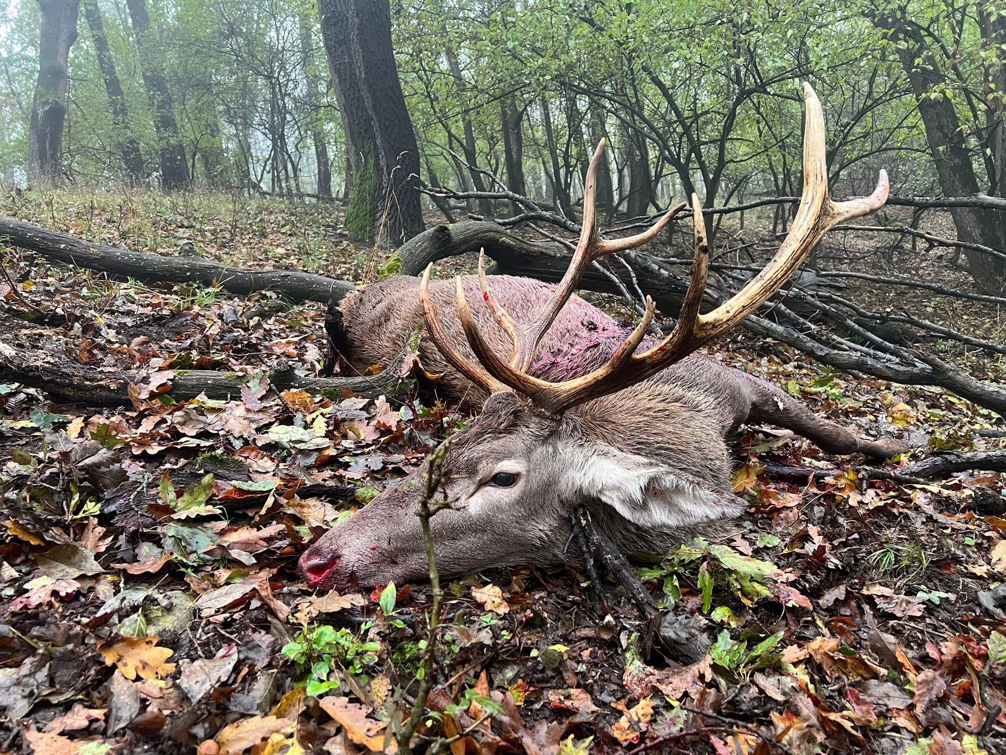 🇭🇺🐗🦌🌿