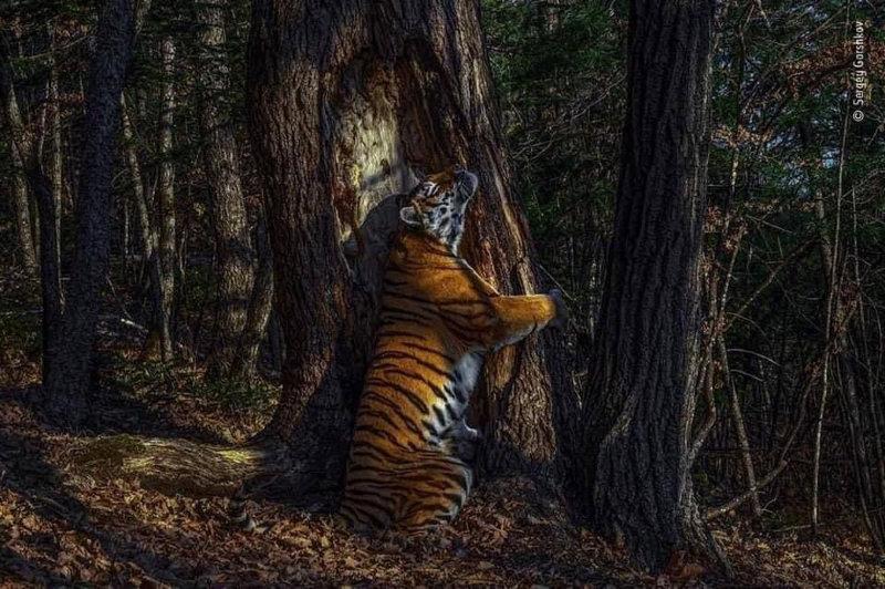 wildlife