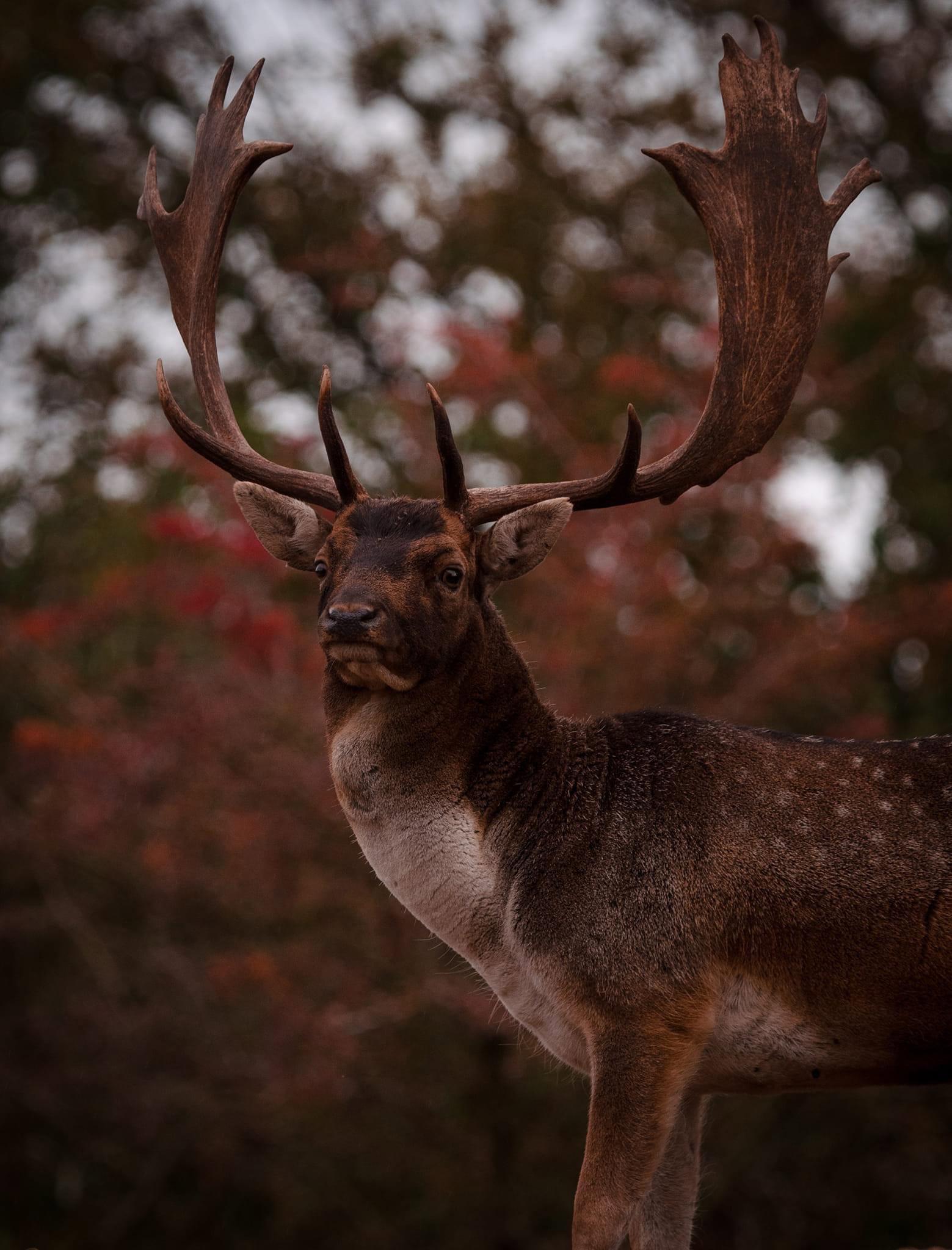 The October 2024 fallow deer rut in the stunning dunes of the Netherlands is an unforgettable spectacle of nature.