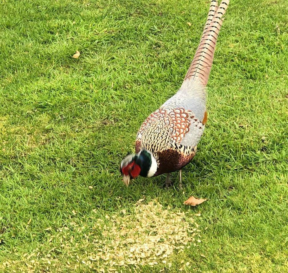 A beautiful pheasant in full plumage with great condition, a testament to the club that vermin is under control and feed is available to create a safe habitat for these majestic birds #pheasant #pheasantrearing #pheasanthabitat #pheasanthabitatrestoration #theirishhuntingpodcast