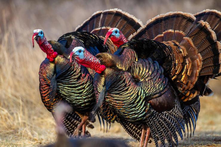 Turkey Hunting the Evening Shift
