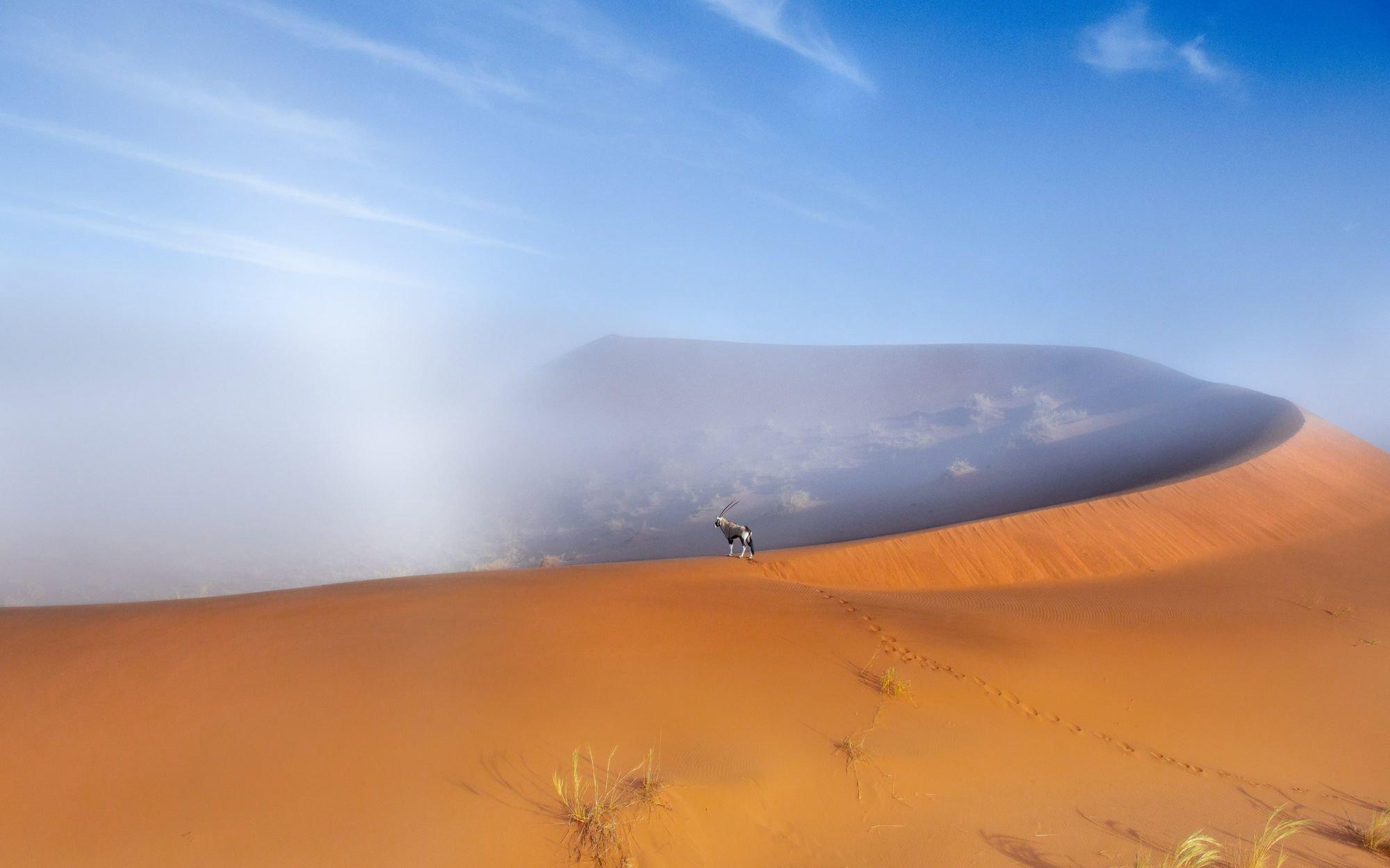 The Big Picture 2024 Photo Contest Finalists and Winners