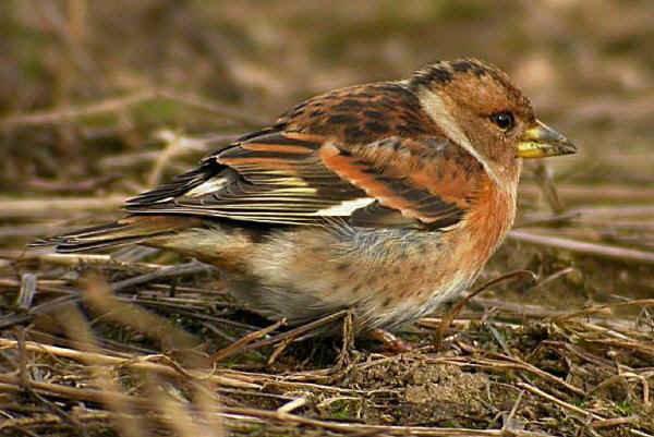 Passo Migratorio nel Bresciano: Oltre ai Fringuelli, Buoni Contingenti di Peppole