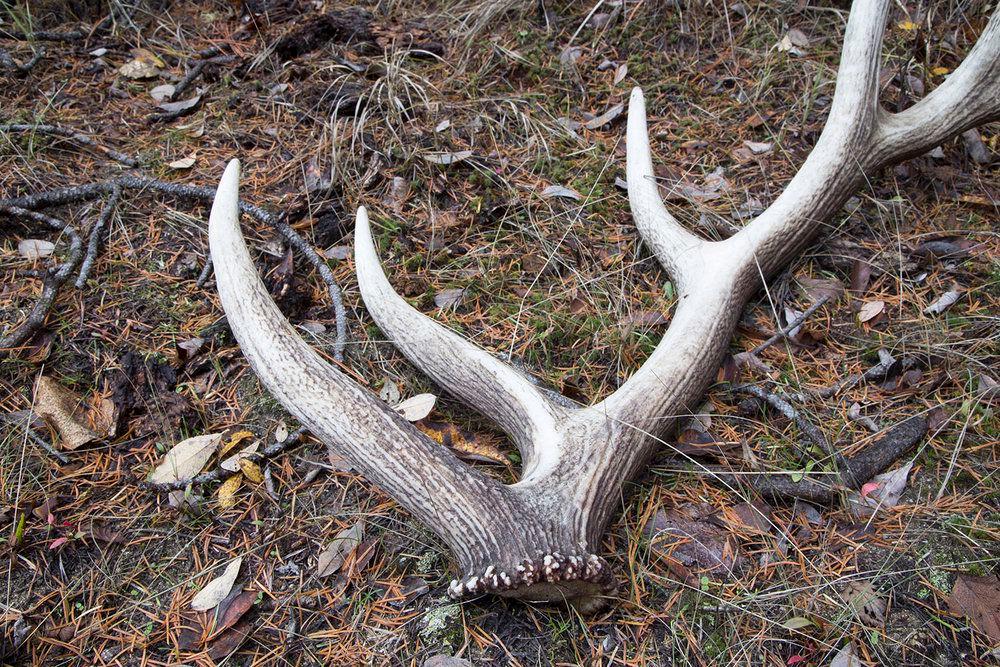5 SURPRISING FACTS ABOUT ELK ANTLERS