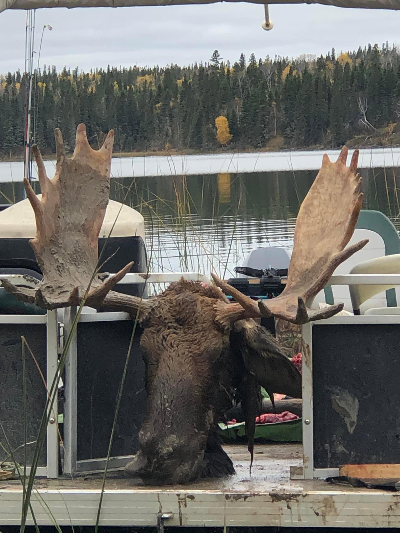 Blessed with this nice bull!