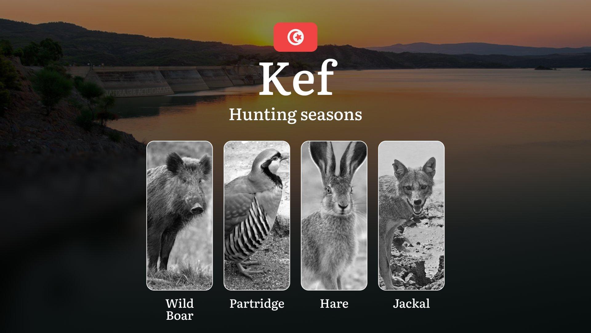Hunting Seasons in KEF: Key Periods, Game Activity, Protected Species, Practical Recommendations and Legal Consequences of Violating Hunting Laws