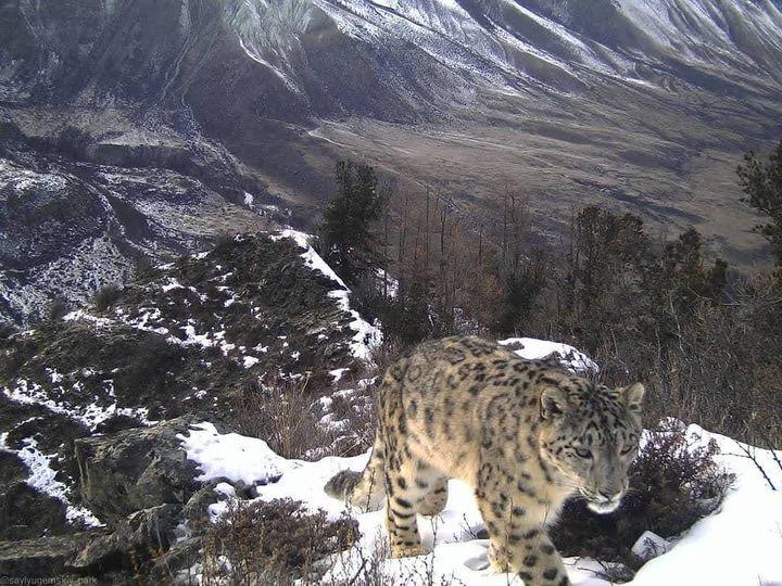 Beautiful camera trap photo of a wild Snow Leopard 🐆 in Russia.