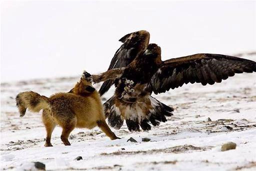 Falcon Annihilates Fox and Deer