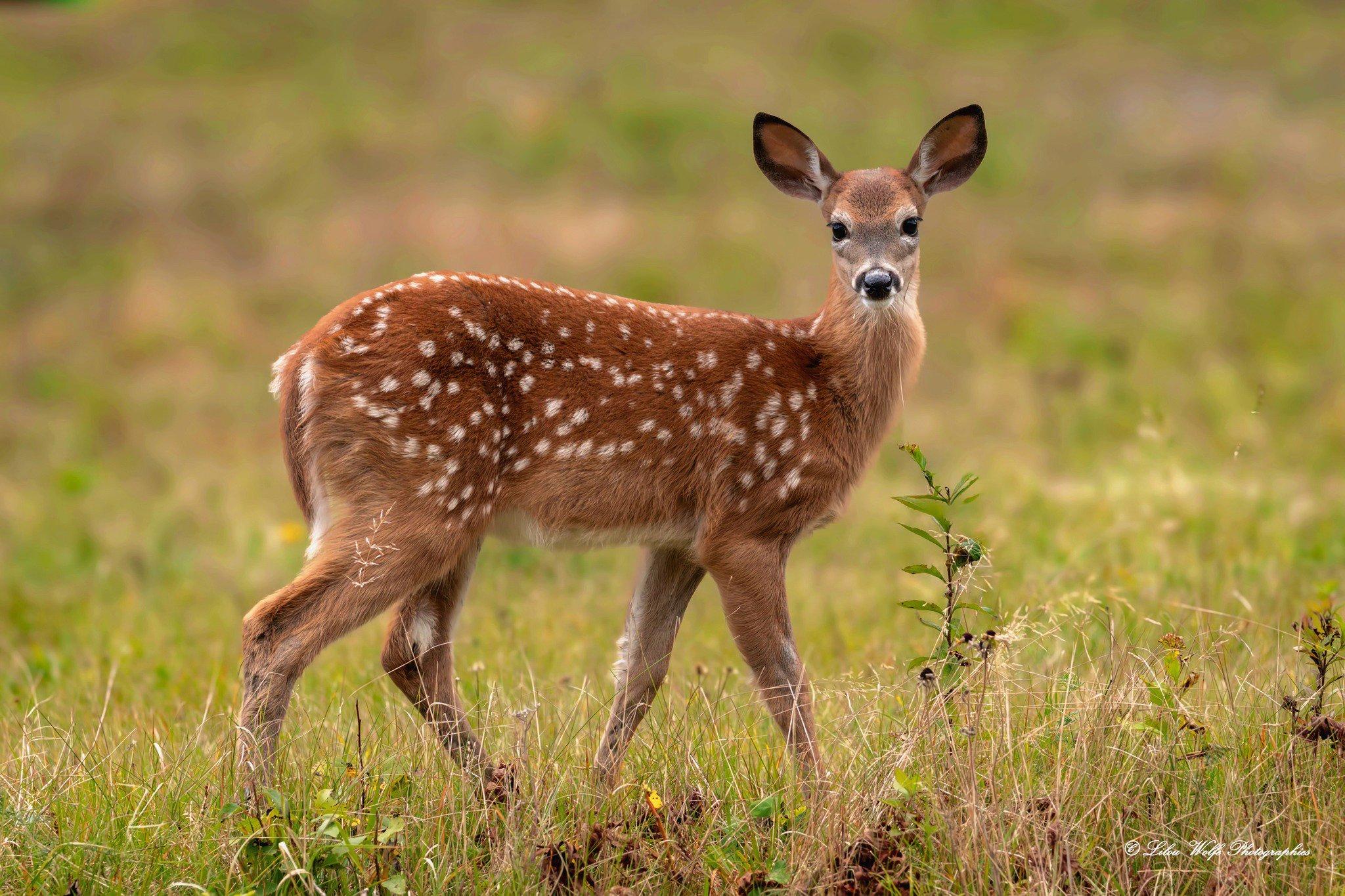 Voici  quelques photos que j'ai pris lors de ma rencontre avec des faons cerfs de  Virginie le 9 octobre dernier!