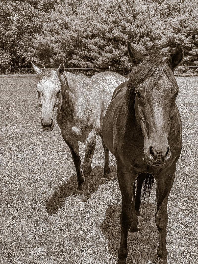 I got my first horse a few weeks okay just name is oakley (bay in the picture) 