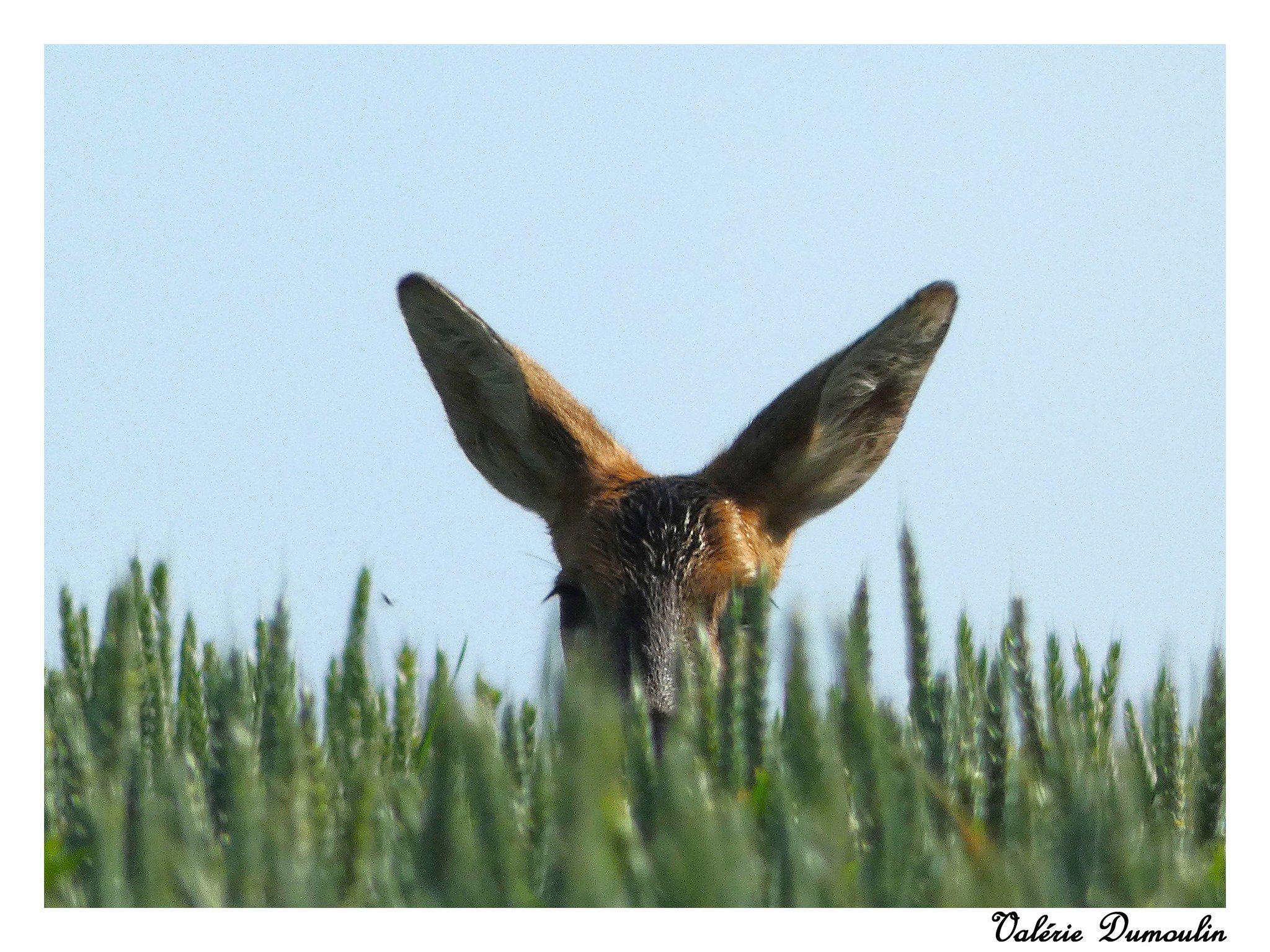Mes toutes premières photos animalières avec encore mon 1er appareil tout simple , un bridge , sans objectifs interchangeables , juste un zoom.