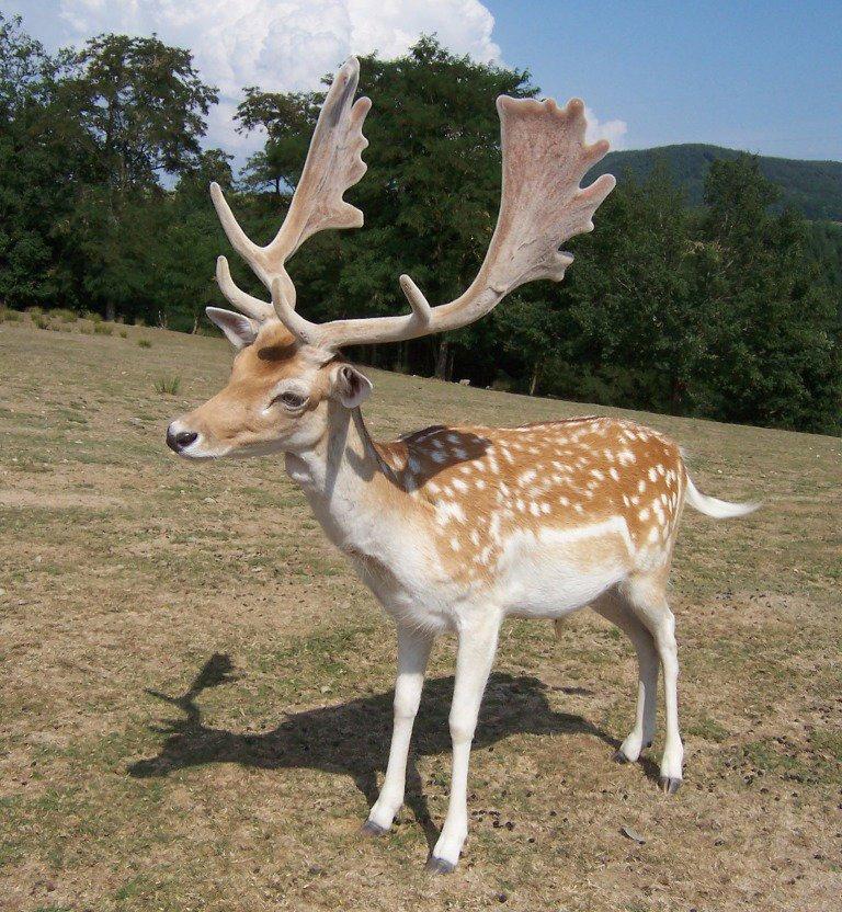 The fallow deer (Dama dama) is the most common species of deer in the world.