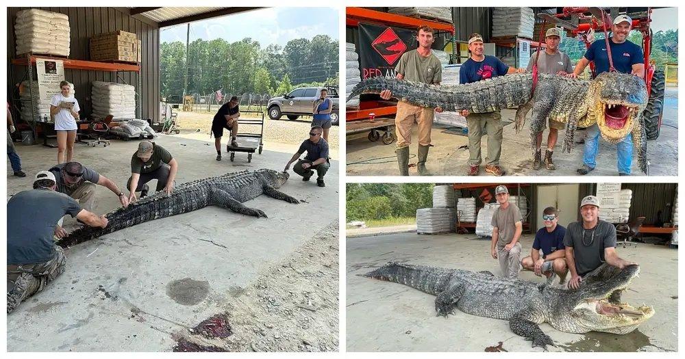 Skupina lovaca iz rijeke Yazoo izvukla je ogromnog aligatora, čime je postavljen novi rekord američke države Mississippi.