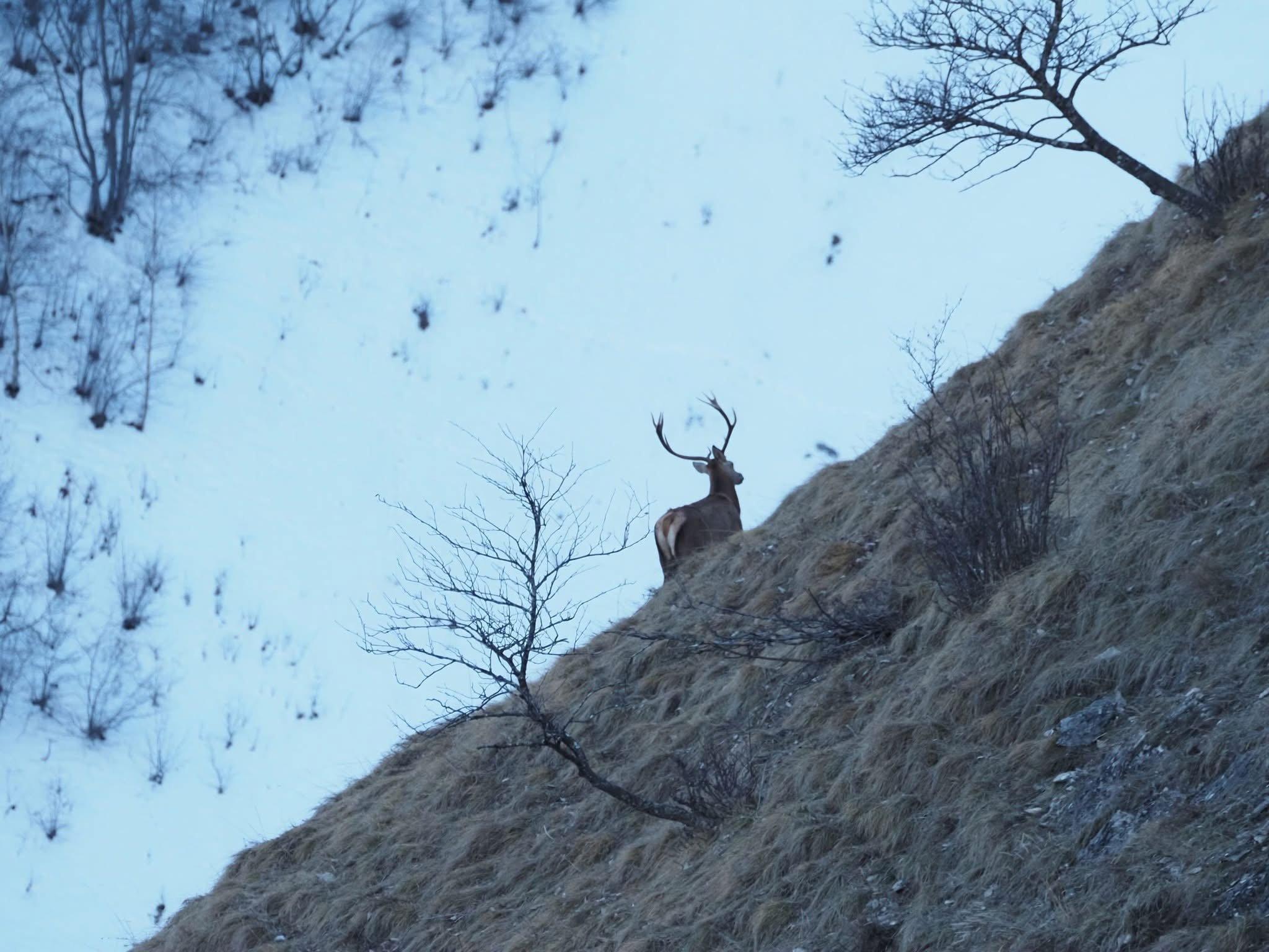 série prise en début de mois de Janvier en Savoie, dans la vallée des Bellevilles.