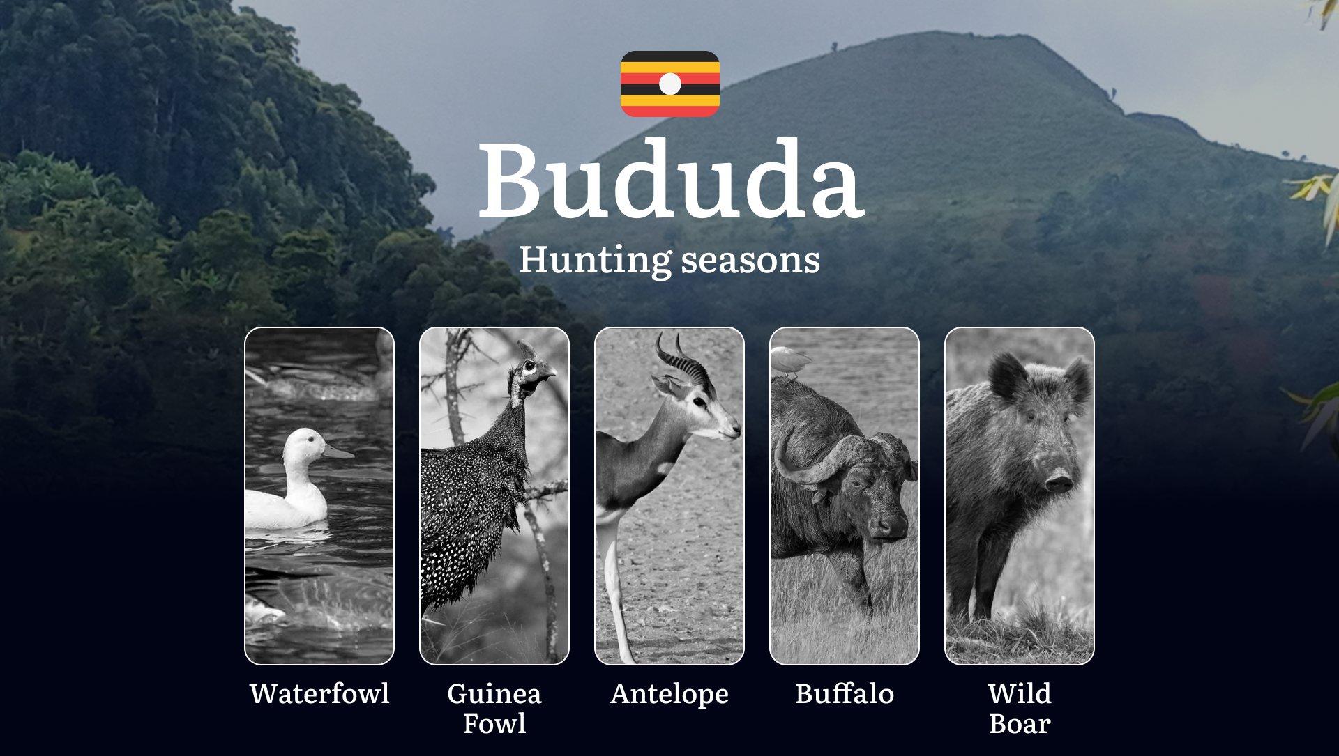 Bududa: Hunting Activity Periods, Protected Species and Seasonal Restrictions, Obtaining a License, Penalties That Affect Your Hunt, Expert Advice, Timing, Equipment