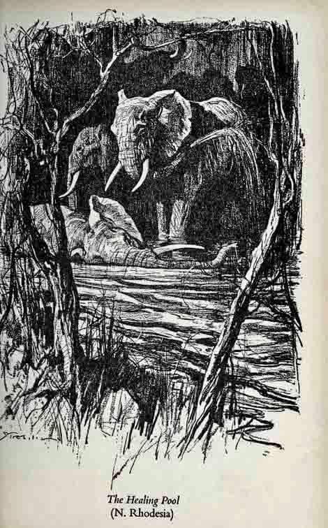 Elephants in Africa by Frank Melland.