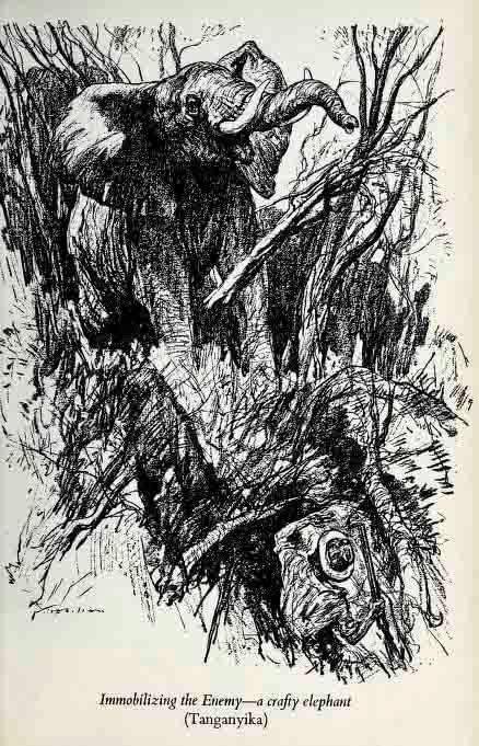 Elephants in Africa by Frank Melland.