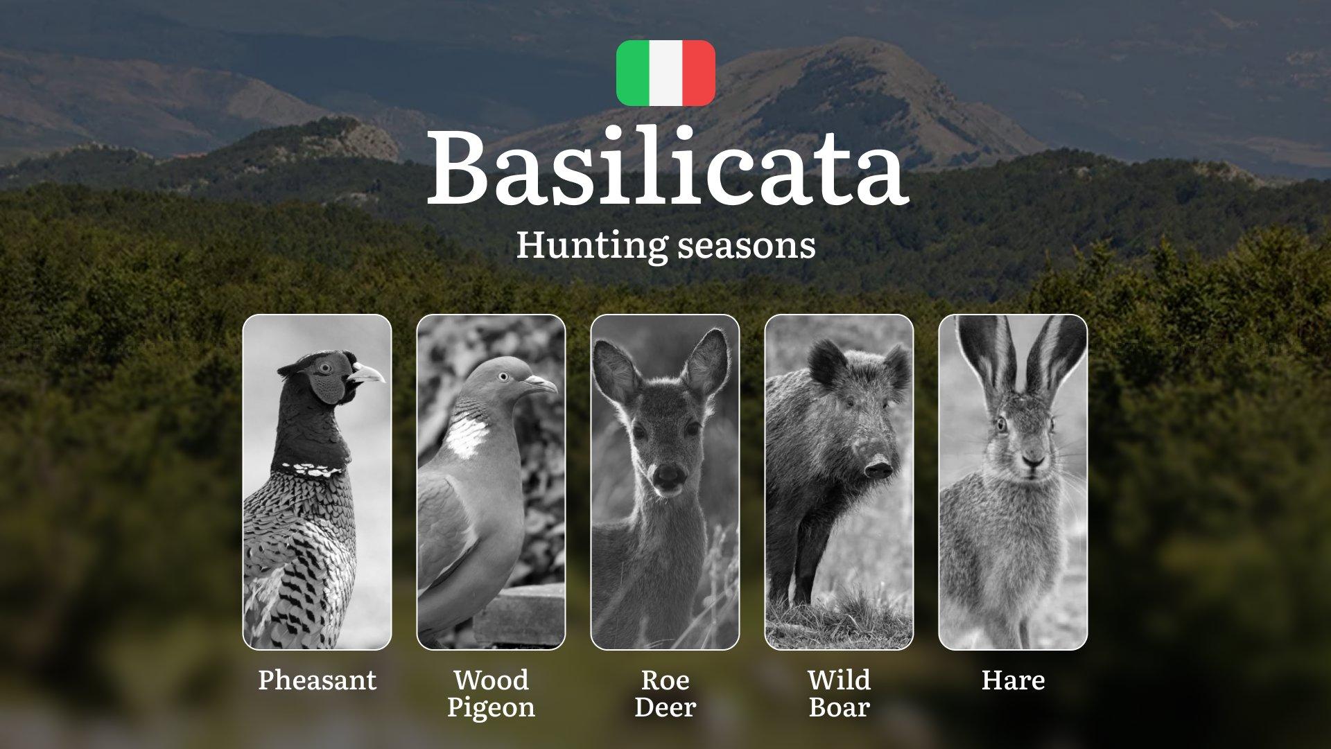 Basilicata Hunting Season: Exclusive September-October Hunting Windows in Pollino Forests, Hunting Tips and Secrets