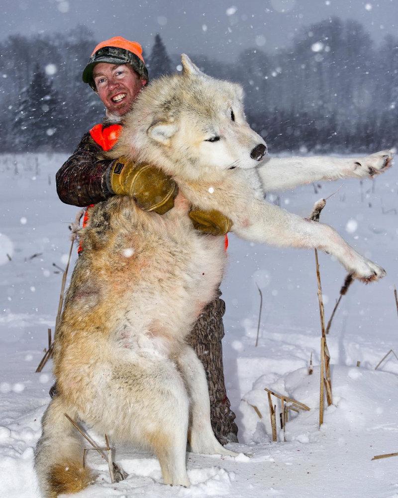 THE WOLF OF MY DREAMS!!!… The challenges of wolf hunting- you sit there staring into space, in a fog, your mind goes numb, for who knows how long… then all of a sudden, it happens.