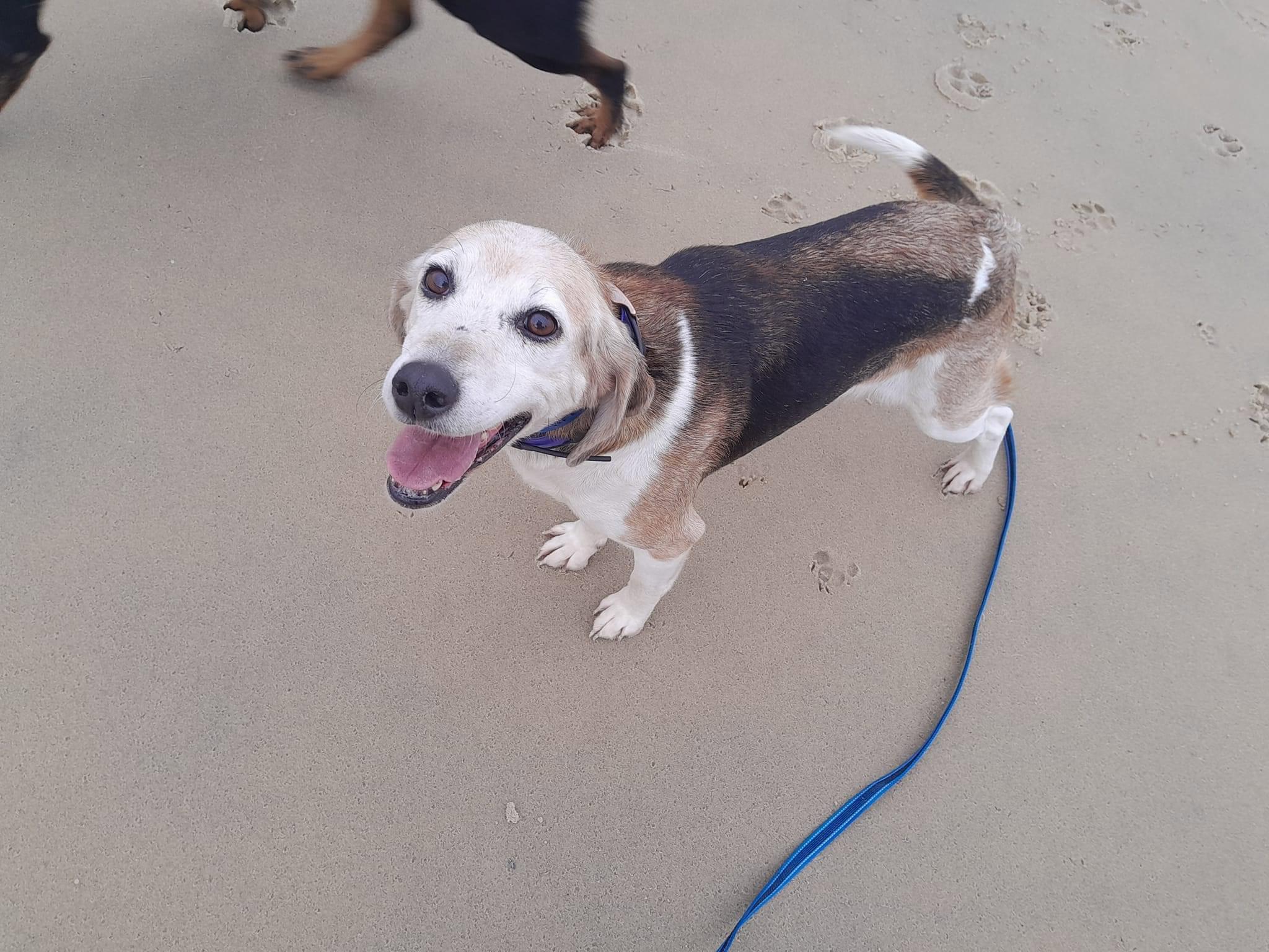 Bonjour ces 2 petites pepettes croisé beagle anglo cherchent une derniere famille pour encore quelques belles chasse et des caressent et calins leurs maitre es décédé elles sont encore en forme et capable de chassé elles lance et méne sans probléme surtout au chevreuil mais peuvent convenir pour chasser le tout venant.sociable elles s entendent avec tous le monde.