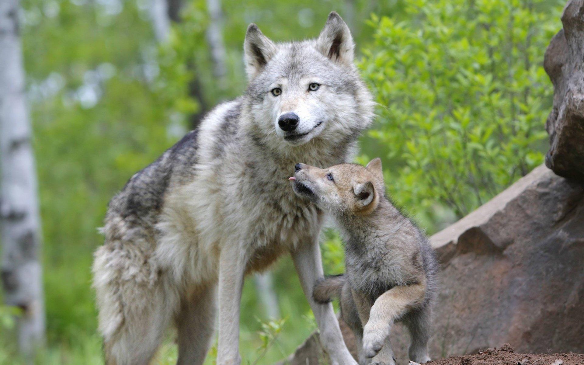 Ulven, eller grå ulv, eller almindelig ulv (latin Canis lupus), er en art af rovpattedyr fra hundefamilien (Canidae).