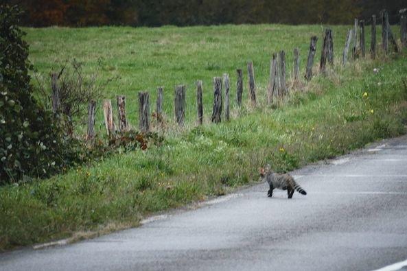 Bonjour tout le monde !