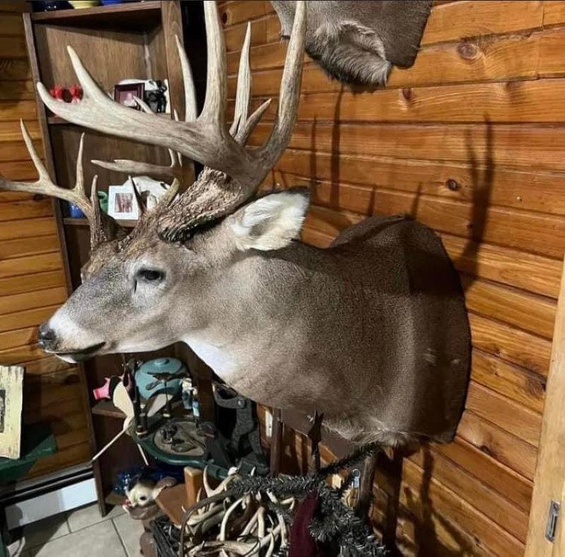 If you want all the Deer spins ,  I can do that.