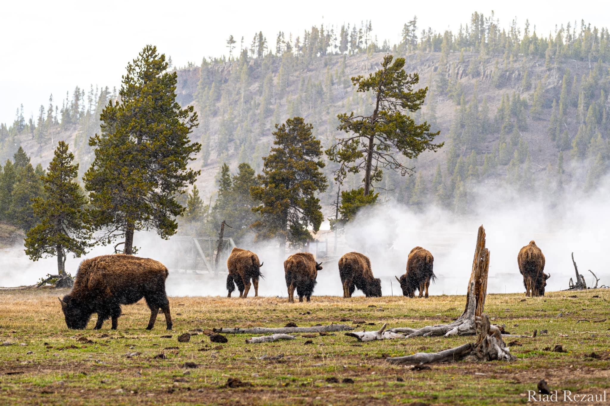 My first time visiting Yellowstone National Park this year.