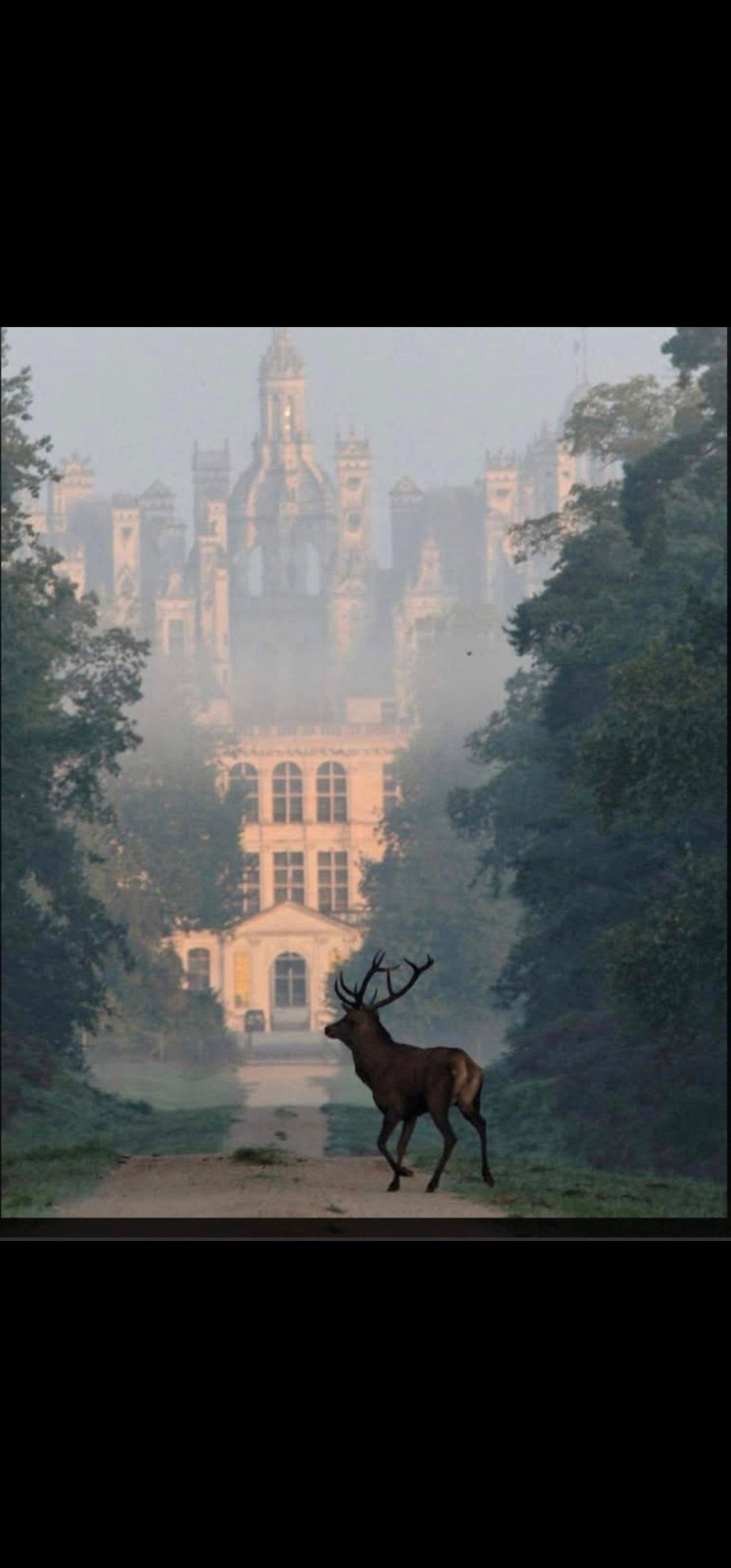Le Roi de nos forêts devant  devant l'un des plus beaux chateaux de nos Rois de France tous passionnés par la chasse ...