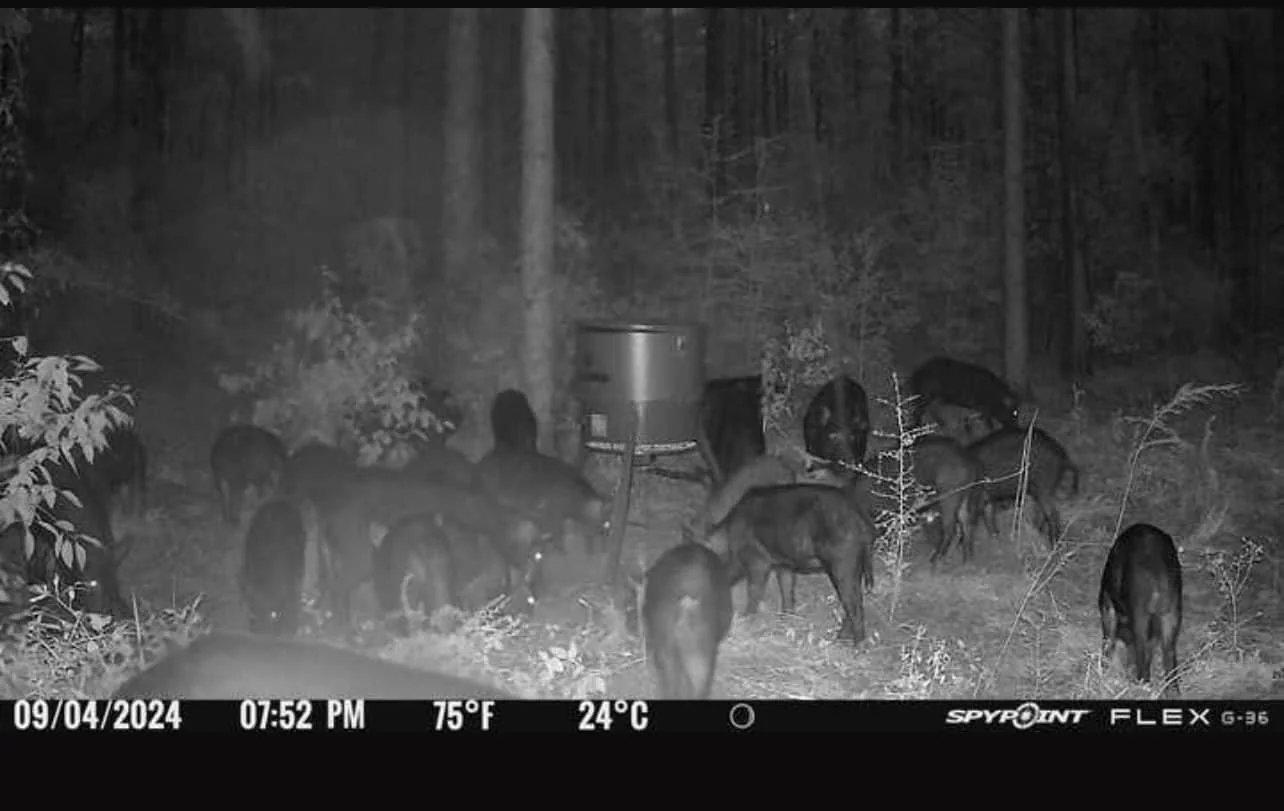 I think I may have a hog problem what do you think 😂😂??