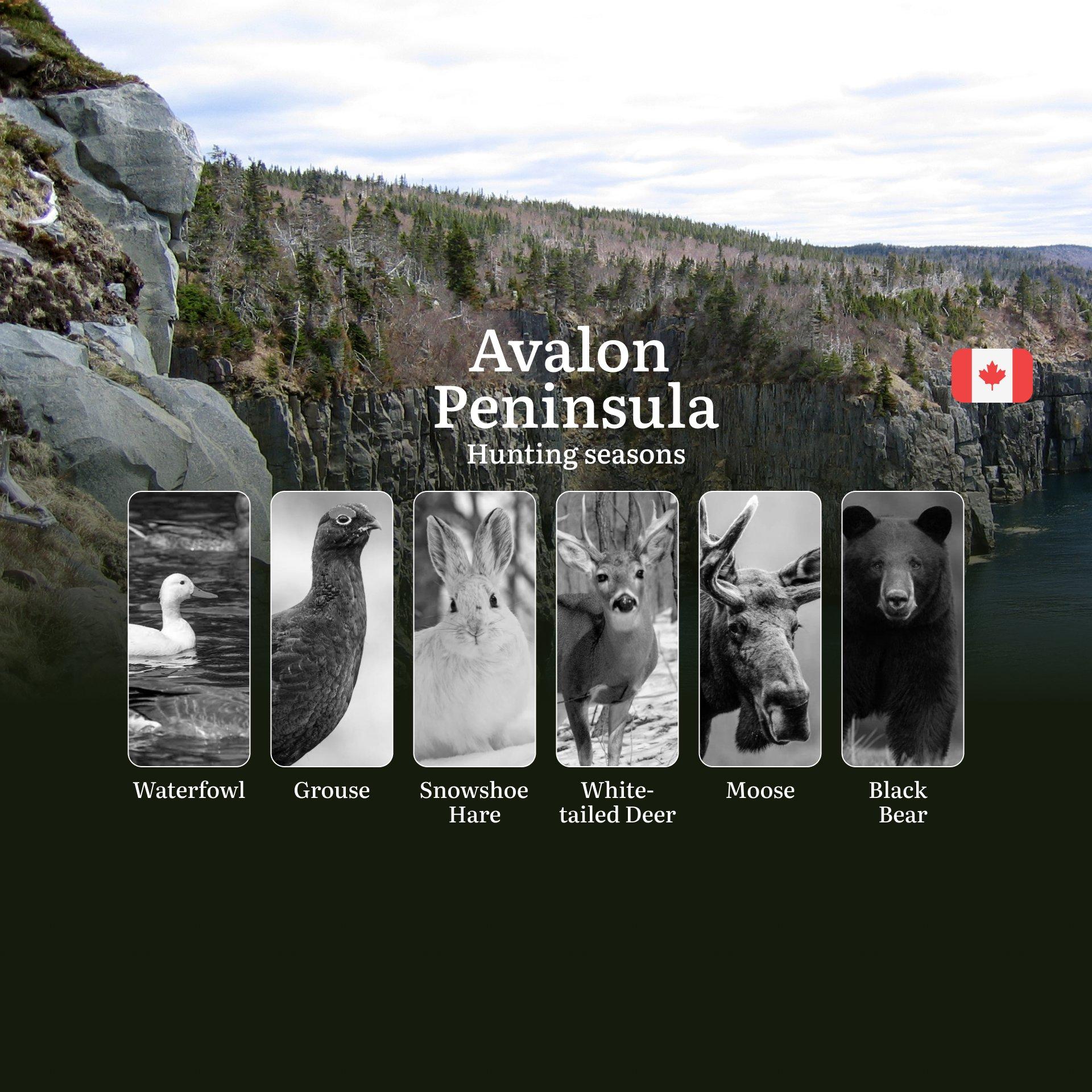 Hunting Seasons in AVALON PENINSULA: Discover Openings, Closings, Licensing Info and Rules