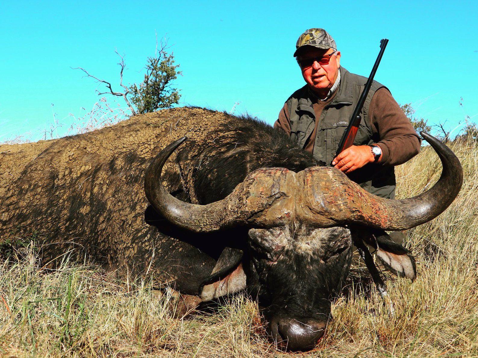 The Cape Buffalo is considered by some to be the most dangerous of all of the Big Five.
