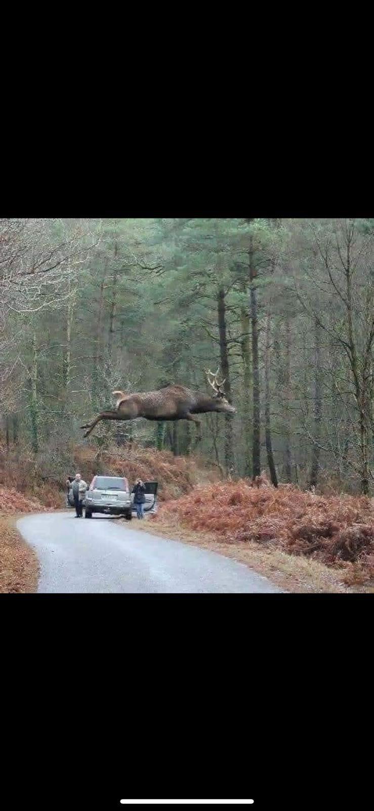 Comment un cerf traverse une route sans faire d'accident ...