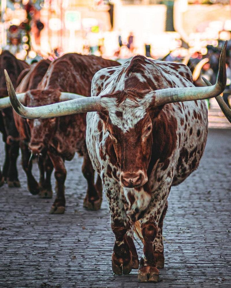 A truly unforgettable Texas adventure...The Fort Worth Herd!