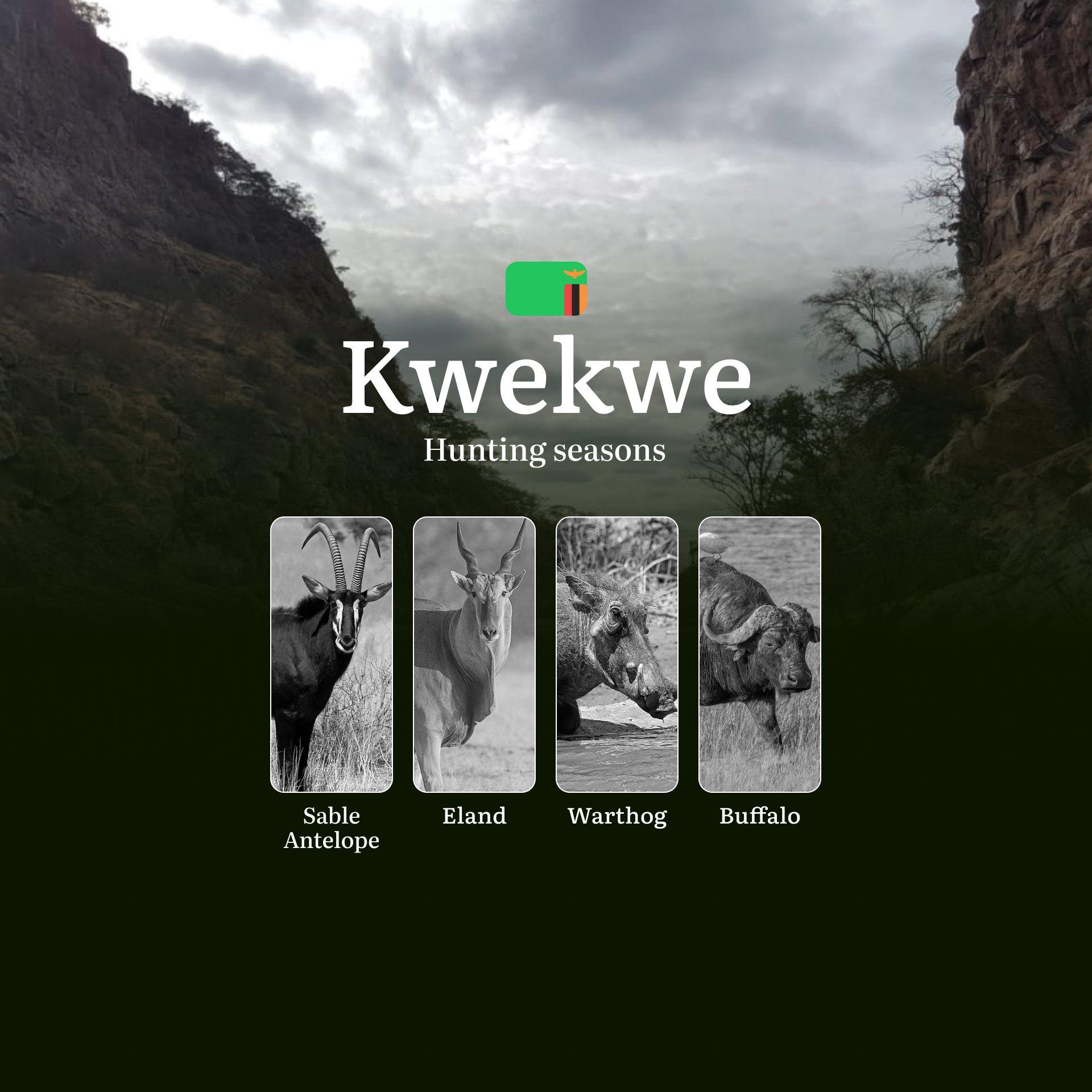 When the Miombo Whispers: Golden Hunting Seasons in Kwekwe – From Mighty Buffalo to Majestic Sable Antelope