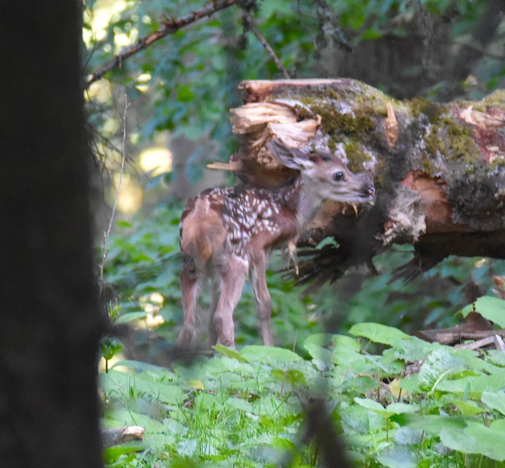 Bambi, au bord d’un chemin 😀￼ Petit rappel, ne jamais les toucher!