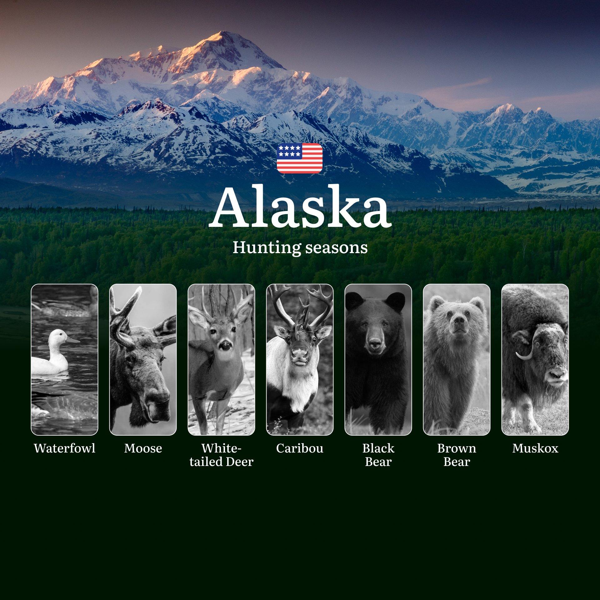Hunting Seasons in Alaska: Seasonality and Animal Activity Peaks, Penalties for Violating Hunting, Tips and Dates